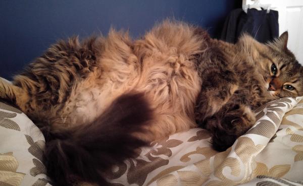 John Locke lounges at home. Owners often say they don't care if their pet is "fat" — there's just more to love! John Locke lounges at home. Owners often say they don't care if their pet is "fat" — there's just more to love!