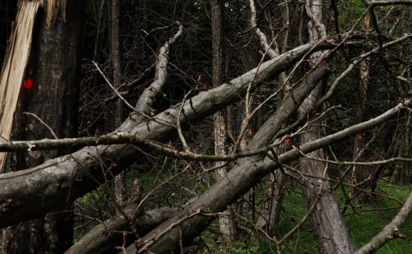 Orange dots mark the trees that were damaged in the path of the jet crash. Orange dots mark the trees that were damaged in the path of the jet crash.