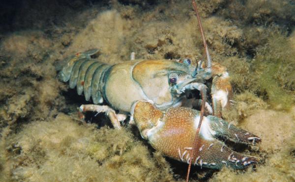 This crayfish has several branchiobdellida annelids attached to it. Signal crayfish in Lake Washington in Gene Coulon. This crayfish has several branchiobdellida annelida attached to it.