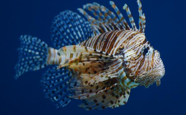 Scientists previously underestimated the ability of the lionfish to live in less salty water. Scientists previously underestimated the ability of the lionfish to live in less salty water.