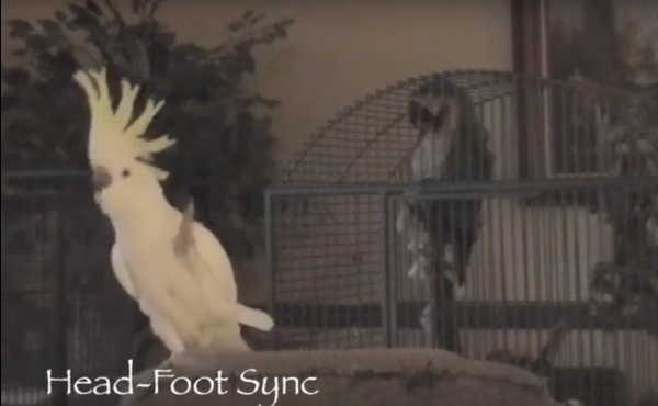 Snowball, the dancing cockatoo. Snowball, the dancing cockatoo.