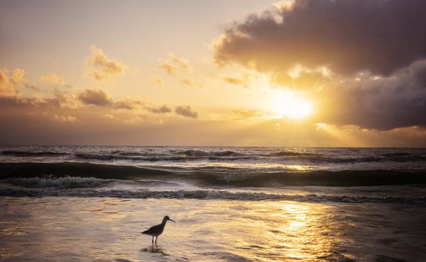 View of a Willet bird in the foamy water in front of the setting sun at Fort Myers Beach, Fla., in winter. View of a Willet bird in the foamy water in front of the setting sun at Fort Myers Beach, Fla., in winter.
