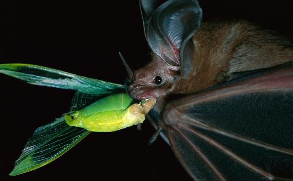 A white-throated round-eared bat (Tonatia silvicola) catches — and munches — a katydid on Barro Colorado Island in Panama. Katydids are "the potato chips of the rain forest," scientists say. A white-throated round-eared bat (Tonatia silvicola) catches — and munches — a katydid on Barro Colorado Island in Panama. Katydids are "the potato chips of the rain forest," scientists say.