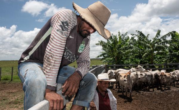 Colombian cowboys are known as llaneros, Spanish for plainsmen. Colombian cowboys are known as llaneros, Spanish for plainsmen.