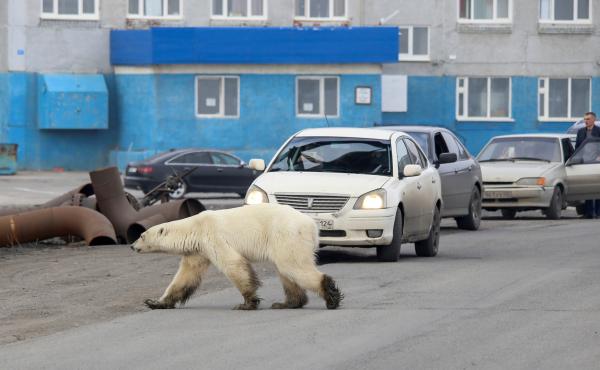 A stray polar bear is seen in the industrial city of Norilsk, Russia, on Monday. A stray polar bear is seen in the industrial city of Norilsk, Russia, on Monday.