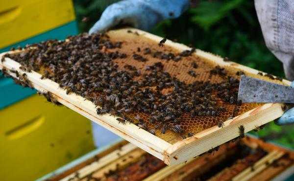 A beekeeper inspects honey frames in 2018 in Ploerdut, western France. There's been an increase in stolen beehives in 2021. A beekeeper inspects honey frames in 2018 in Ploerdut, western France. There's been an increase in stolen beehives in 2021.