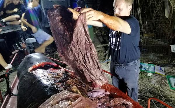 Darrell Blatchley, environmentalist and director of D' Bone Collector Museum, shows plastic waste found in the stomach of a Cuvier's beaked whale near the Philippine city of Davao. Darrell Blatchley, environmentalist and director of D' Bone Collector Museum, shows plastic waste found in the stomach of a Cuvier's beaked whale near the Philippine city of Davao.