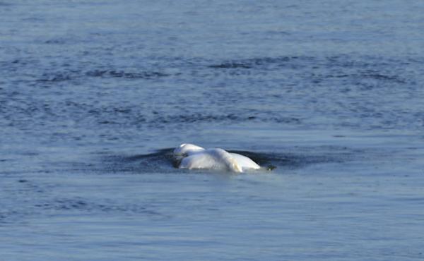 The Beluga whale swims in the lock of Notre Dame de la Garenne in Saint-Pierre-la-Garenne, west of Paris, France, Tuesday, Aug. 9, 2022. During Wednesday's rescue operation, the dangerously thin animal began to have breathing difficulties, and experts dec The Beluga whale swims in the lock of Notre Dame de la Garenne in Saint-Pierre-la-Garenne, west of Paris, France, Tuesday, Aug. 9, 2022. During Wednesday's rescue operation, the dangerously thin animal began to have breathing difficulties, and experts dec