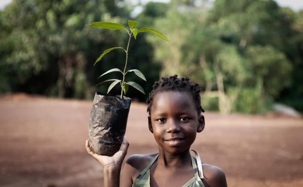 A mango seedling can — after a few years — bear economically beneficial fruit. A mango seedling can — after a few years — bear economically beneficial fruit.