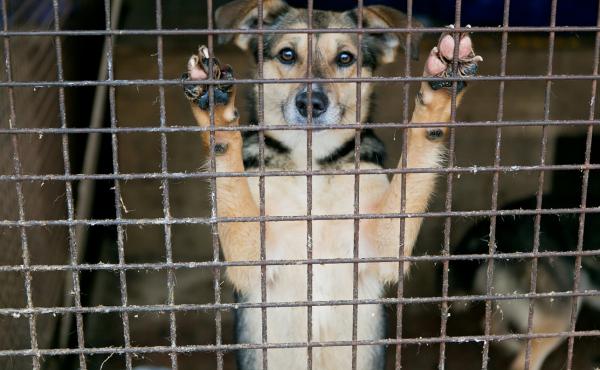 It takes more than temperament tests to ensure safe dog adoptions, says Alva Noë. It takes more than temperament tests to ensure safe dog adoptions, says Alva Noë.