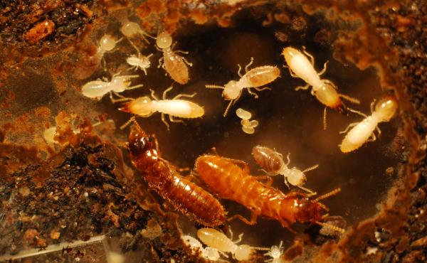 The male Asian subterranean termite (brown abdomen) and the female Formosan subterranean termite (orange abdomen) are surrounded by their hybrid offspring (eggs, larvae, workers, soldiers) in an eight-month-old colony. The male Asian subterranean termite (brown abdomen) and the female Formosan subterranean termite (orange abdomen) are surrounded by their hybrid offspring (eggs, larvae, workers, soldiers) in an eight-month-old colony.