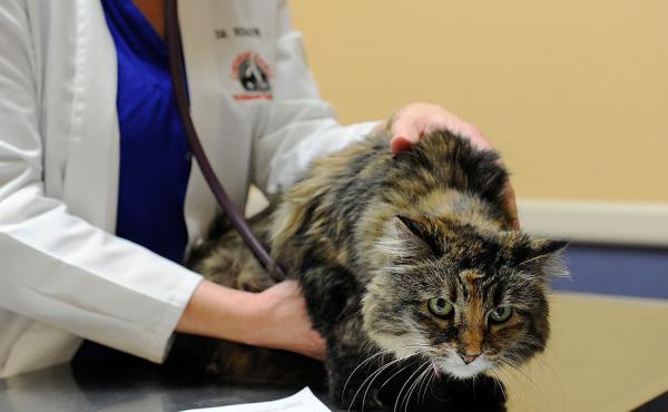 The authors of a new study on veterinarians and mental health say vet school should include more training on how to cope with the moral distress vets face when asked by pet owners to do things that are against their medical judgement. The authors of a new study on veterinarians and mental health say vet school should include more training on how to cope with the moral distress vets face when asked by pet owners to do things that are against their medical judgement.