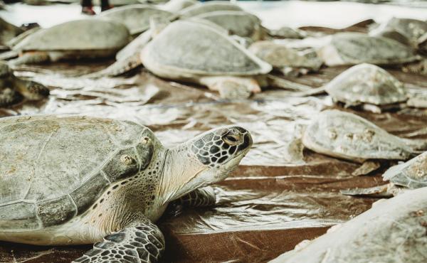 The South Padre Island Convention Center opened its doors and took in thousands of sea turtles cold-stunned during the Valentine's Week Winter Storm. The South Padre Island Convention Center opened its doors and took in thousands of sea turtles cold-stunned during the Valentine's Week Winter Storm.
