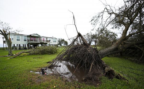 A tree is uprooted in the aftermath of Hurricane Laura Thursday in Sabine Pass, Texas. A tree is uprooted in the aftermath of Hurricane Laura Thursday in Sabine Pass, Texas.
