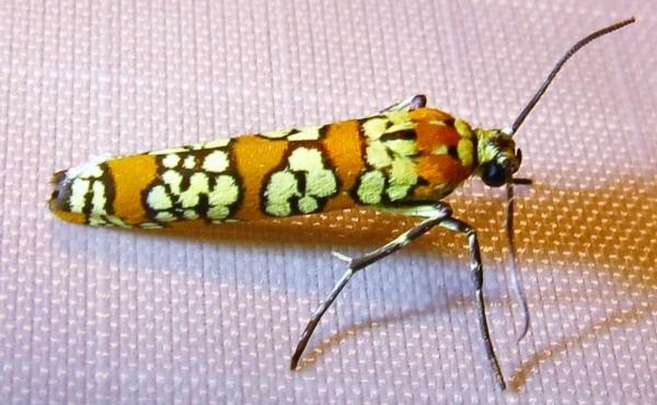 Bug enthusiast Anna Lindqvist uploads photos like this — of the Ailanthus Webworm Moth (Atteva aurea) to the iNaturalist app. Like a social network for wildlife, her location paired with the photo help both amateur and expert naturalists identify the sp Bug enthusiast Anna Lindqvist uploads photos like this — of the Ailanthus Webworm Moth (Atteva aurea) to the iNaturalist app. Like a social network for wildlife, her location paired with the photo help both amateur and expert naturalists identify the sp