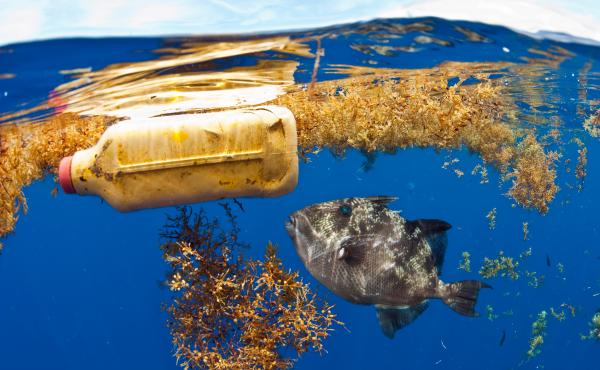 In addition to large plastic trash, researchers estimate that more than 21 million metric tons of tiny plastic debris are floating below the Atlantic Ocean's surface. In addition to large plastic trash, researchers estimate that more than 21 million metric tons of tiny plastic debris are floating below the Atlantic Ocean's surface.