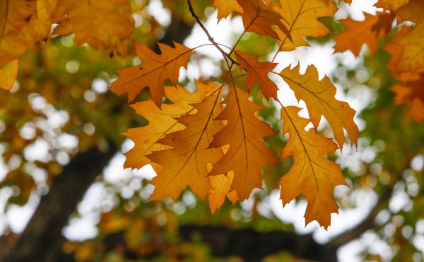 As inspiration for all trees preparing their autumnal hues, here's a beautiful red oak photographed in Berlin's Kreuzberg district on October 28, 2020. As inspiration for all trees preparing their autumnal hues, here's a beautiful red oak photographed in Berlin's Kreuzberg district on October 28, 2020.