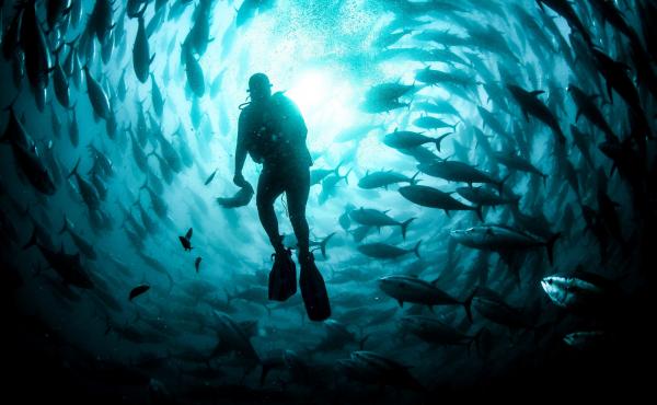 A diver maintains an open-water cage where tuna are being farmed in Izmir, Turkey. In the U.S., federally controlled ocean waters have been off limits to aquaculture, curbing the industry's growth. But the tide may be turning. A diver maintains an open-water cage where tuna are being farmed in Izmir, Turkey. In the U.S., federally controlled ocean waters have been off limits to aquaculture, curbing the industry's growth. But the tide may be turning.