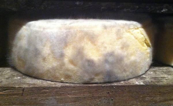 A block of Tomme de Savoie cheese ages with a sweater of Mucor lanceolatus fungal mold. Mucor itself doesn't have a strong taste, but more flavorful bacteria can travel far and wide along its hyphae â the microscopic, branched tendrils that fungi use A block of Tomme de Savoie cheese ages with a sweater of Mucor lanceolatus fungal mold. Mucor itself doesn't have a strong taste, but more flavorful bacteria can travel far and wide along its hyphae â the microscopic, branched tendrils that fungi use
