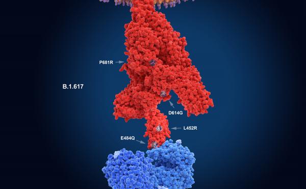 The numerals in this illustration show the main mutation sites of the delta variant of the coronavirus, which is likely the most contagious version. Here, the virus's spike protein (red) binds to a receptor on a human cell (blue). The numerals in this illustration show the main mutation sites of the delta variant of the coronavirus, which is likely the most contagious version. Here, the virus's spike protein (red) binds to a receptor on a human cell (blue).