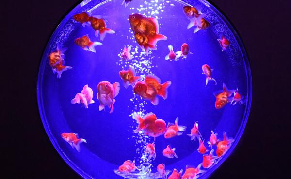 Goldfish, like these showcased at Tokyo's Nihonbashi Art Aquarium, have been bred in China over centuries, into forms so varied and rare that one can be worth hundreds of dollars. Goldfish, like these showcased at Tokyo's Nihonbashi Art Aquarium, have been bred in China over centuries, into forms so varied and rare that one can be worth hundreds of dollars.