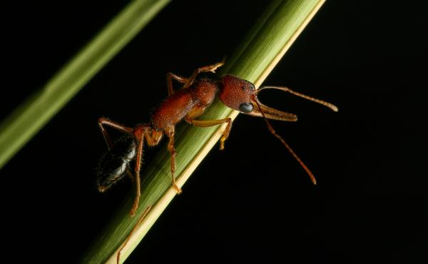 Researchers have shown that the Indian jumping ant can shrink and regrow its brain. Researchers have shown that the Indian jumping ant can shrink and regrow its brain.