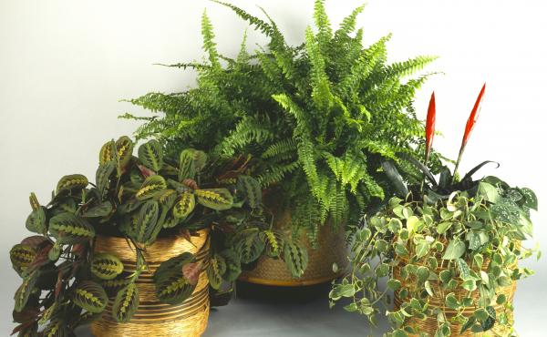What could you possibly have to learn from a houseplant? What could you possibly have to learn from a houseplant?