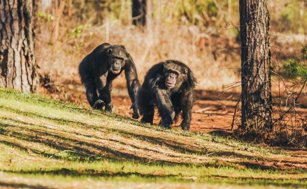 Two chimpanzees roam the grounds of Chimp Haven in Louisiana. Many former research chimpanzees have been sent to retire at the sanctuary. Two chimpanzees roam the grounds of Chimp Haven in Louisiana. Many former research chimpanzees have been sent to retire at the sanctuary.