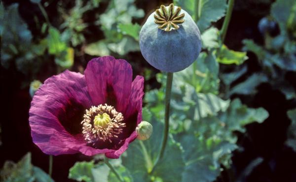 Opium poppies in Turkey Opium poppies in Turkey