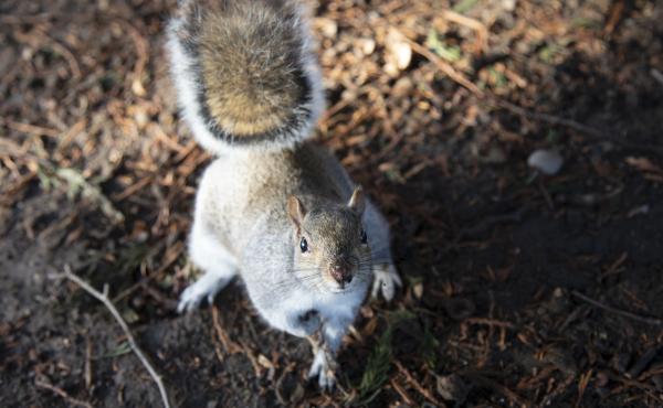 The sounds of pleasant, relaxed bird chatter made eastern grey squirrels resume foraging more quickly after hearing the sounds of a predator, researchers found. The sounds of pleasant, relaxed bird chatter made eastern grey squirrels resume foraging more quickly after hearing the sounds of a predator, researchers found.