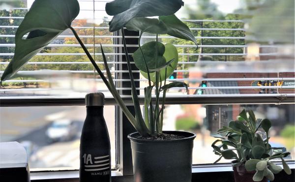 plant parenthood REAL plant parenthood REAL