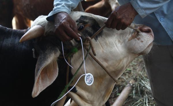 Livestock is inspected for anthrax at a market in Indonesia. Livestock is inspected for anthrax at a market in Indonesia.