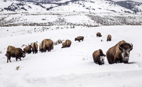 A mother bison leads her calf through deep snow toward a road in Yellowstone National Park, Wyo., Feb. 20, 2021. A mother bison leads her calf through deep snow toward a road in Yellowstone National Park, Wyo., Feb. 20, 2021.