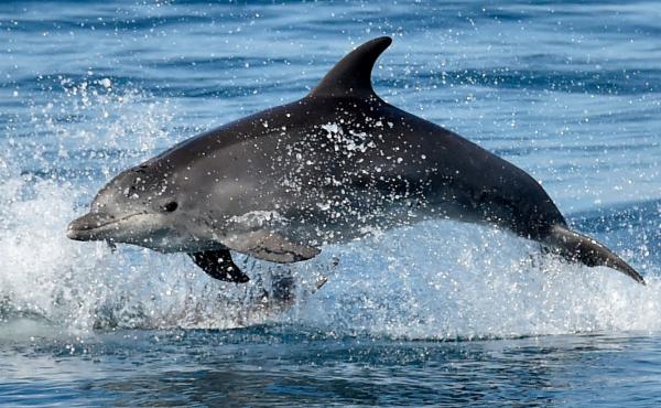 A dolphin's sense of echolocation allows it to coordinate efforts to hunt prey, see "through" other creatures and form three-dimensional shapes using sound. A dolphin's sense of echolocation allows it to coordinate efforts to hunt prey, see "through" other creatures and form three-dimensional shapes using sound.