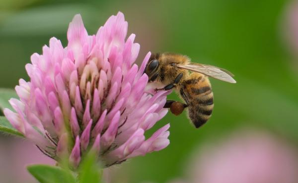 A bee sucks nectar from a flower in Berlin, Germany. Bee populations are in decline in industrialized nations across the globe. A bee sucks nectar from a flower in Berlin, Germany. Bee populations are in decline in industrialized nations across the globe.