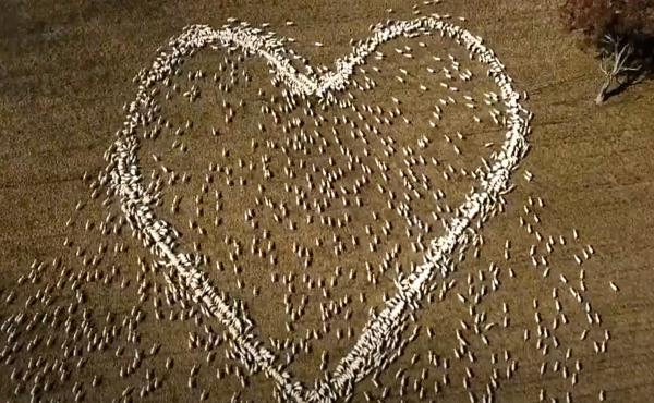 In this image taken from video, sheep form the shape of a heart in a field in Guyra, northern New South Wales, Australia, Thursday, Aug. 5, 2021. In this image taken from video, sheep form the shape of a heart in a field in Guyra, northern New South Wales, Australia, Thursday, Aug. 5, 2021.