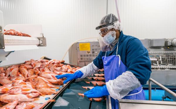 A fish-plant worker processes seafood at Blue Harvest Fisheries in New Bedford, Mass. Workers were provided face shields to prevent the spread of the coronavirus on the plant floor. A fish-plant worker processes seafood at Blue Harvest Fisheries in New Bedford, Mass. Workers were provided face shields to prevent the spread of the coronavirus on the plant floor.