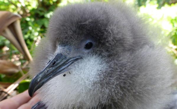 This Newell's shearwater chick makes its home on the Hawaiian island of Kauai. The seabird is classified as "threatened," according to the Endangered Species Act. This Newell's shearwater chick makes its home on the Hawaiian island of Kauai. The seabird is classified as "threatened," according to the Endangered Species Act.