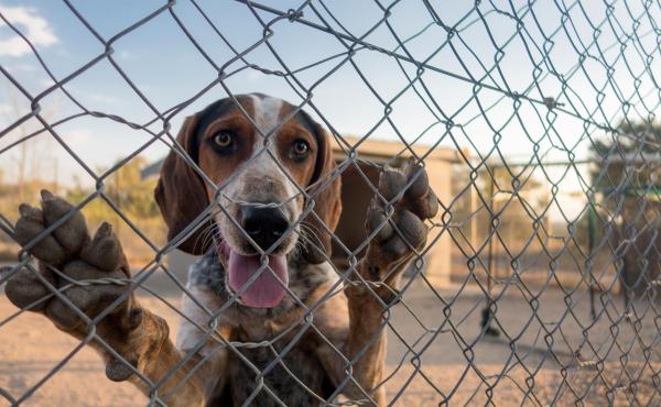 High-speed tracking dogs have been a game-changer in the fight against rhino poaching in South Africa. Their success depends on their ability to work as a team, which means they sleep and eat in the pack-sized enclosures shown above. High-speed tracking dogs have been a game-changer in the fight against rhino poaching in South Africa. Their success depends on their ability to work as a team, which means they sleep and eat in the pack-sized enclosures shown above.