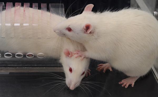 Faced with a rat trapped in a restrainer, a free rat opens the trap's door to liberate the trapped animal (while stepping on its head — "very rat-ish behavior," says University of Chicago neurobiologist Peggy Mason). Faced with a rat trapped in a restrainer, a free rat opens the trap's door to liberate the trapped animal (while stepping on its head — "very rat-ish behavior," says University of Chicago neurobiologist Peggy Mason).