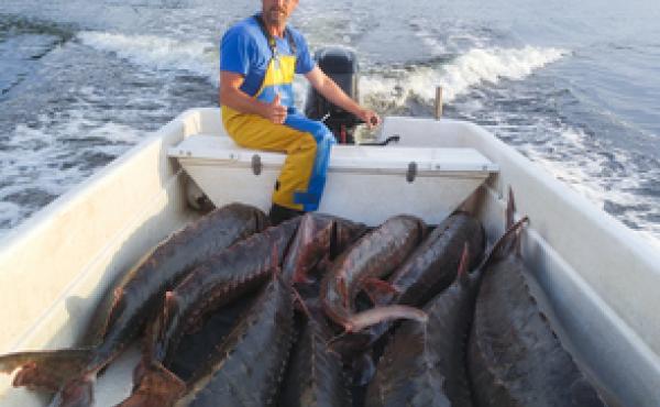 Sturgeon fisherman Bill Ford has filled Ceapa's boat, "Sturgeon Queen," with his morning's catch: a few gillnets full of wild, six- to eight-foot long Atlantic sturgeon from the St. John River. Sturgeon fisherman Bill Ford has filled Ceapa's boat, "Sturgeon Queen," with his morning's catch: a few gillnets full of wild, six- to eight-foot long Atlantic sturgeon from the St. John River.