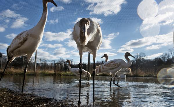 Biologists hoping to bring endangered whooping cranes back from the brink started an experimental flock in 1967 at the U.S. Geological Survey's Patuxent Wildlife Research Center in Laurel, Md. Biologists hoping to bring endangered whooping cranes back from the brink started an experimental flock in 1967 at the U.S. Geological Survey's Patuxent Wildlife Research Center in Laurel, Md.