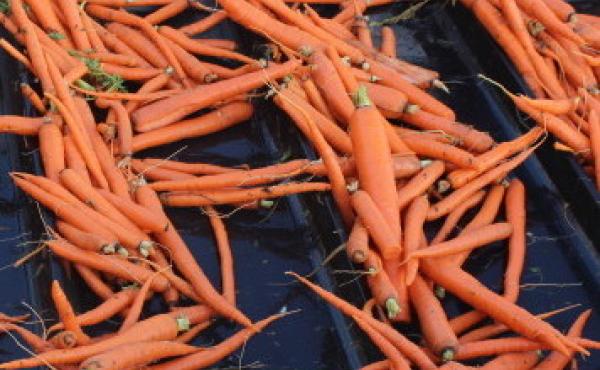Imperfect Produce is a new venture that's sourcing funny-looking produce and partnering with the chain Raley's to sell it at discounted prices. Imperfect Produce is a new venture that's sourcing funny-looking produce and partnering with the chain Raley's to sell it at discounted prices.