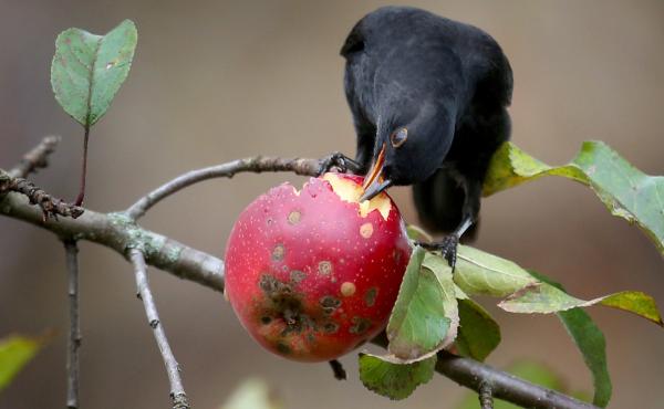 Fruit-eating animals spread the seeds of plants in ecosystems around the world. Their decline means plants could have a harder time finding new habitats as the climate changes. Fruit-eating animals spread the seeds of plants in ecosystems around the world. Their decline means plants could have a harder time finding new habitats as the climate changes.