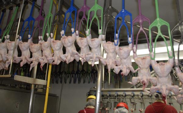 Chickens are carried through a poultry slaughterhouse on mechanical arms. Chickens are carried through a poultry slaughterhouse on mechanical arms.