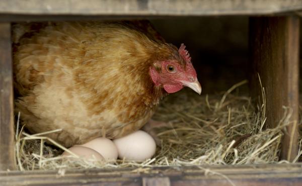 Many backyard chicken keepers are thinking less about the business of raising chickens and more about collecting them — you just have to have them all — which comes with predictable consequences: too many eggs. Many backyard chicken keepers are thinking less about the business of raising chickens and more about collecting them — you just have to have them all — which comes with predictable consequences: too many eggs.
