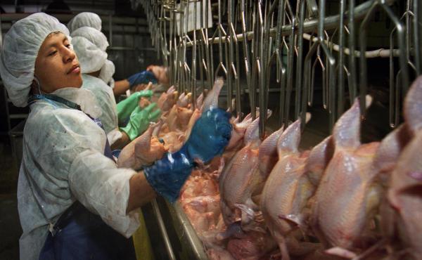 Poultry workers at major U.S. meat-processing plants are highly susceptible to repetitive-motion injuries, denied bathroom breaks and are most often immigrants and refugees. Poultry workers at major U.S. meat-processing plants are highly susceptible to repetitive-motion injuries, denied bathroom breaks and are most often immigrants and refugees.