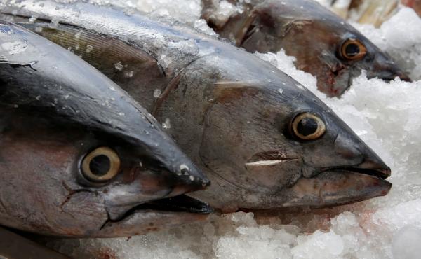 Tuna, seen on display last year at a fish market in Mexico City. The World Trade Organization dealt Mexico a defeat on appeal Friday, dismissing the country's argument that labeling regulations in the U.S. violated WTO rules. Tuna, seen on display last year at a fish market in Mexico City. The World Trade Organization dealt Mexico a defeat on appeal Friday, dismissing the country's argument that labeling regulations in the U.S. violated WTO rules.