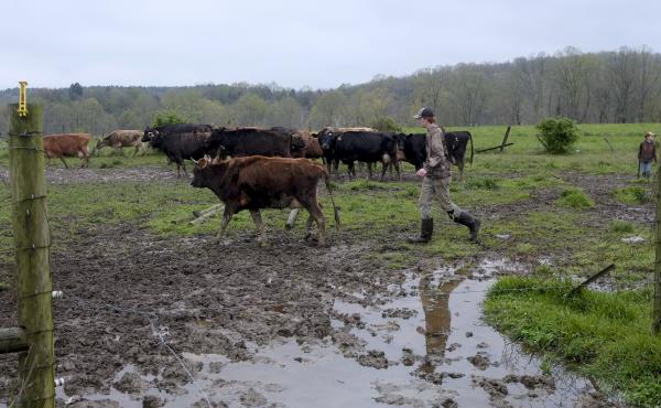 A farmer leads dairy cows from the pasture to the milking barn at a creamery in Gallipolis, Ohio. The USDA launched a $3 billion plan to distribute food to families, called the Farmers to Family Food Box Program. A farmer leads dairy cows from the pasture to the milking barn at a creamery in Gallipolis, Ohio. The USDA launched a $3 billion plan to distribute food to families, called the Farmers to Family Food Box Program.