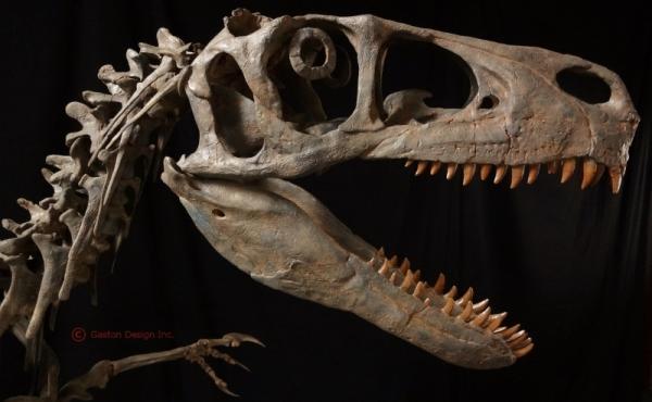 Utahraptor skull reconstruction by Rob Gaston of Gaston Design incorporating some material from the Utahraptor megablock. Utahraptor skull reconstruction by Rob Gaston of Gaston Design incorporating some material from the Utahraptor megablock.